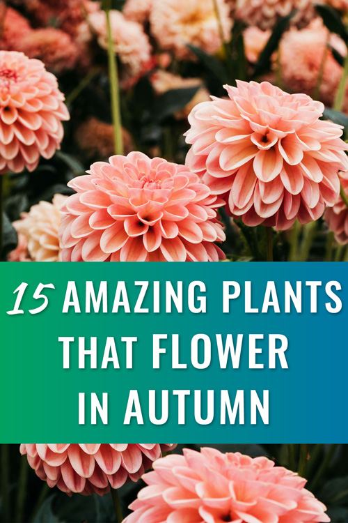 Amazing Plants that Flower in Autumn