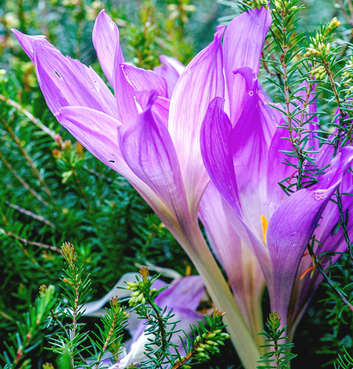 Autumn Crocus Colchicum autumnale flower plant