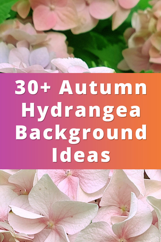 Autumn Hydrangea Aesthetic Background Ideas