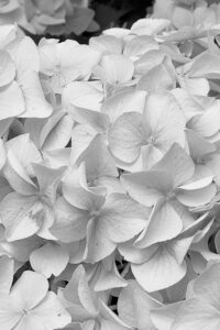 Black and White monochrome Autumn Hydrangea Aesthetic Background