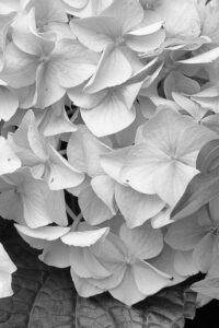 Black and White monochrome Autumn Hydrangea Aesthetic Background