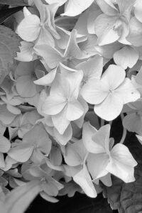 Black and White monochrome Autumn Hydrangea Aesthetic Background