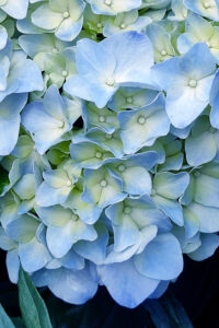 Blue Autumn Hydrangea Aesthetic Background