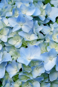 Blue Autumn Hydrangea Aesthetic Background