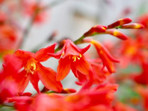 Crocosmia plant flowers