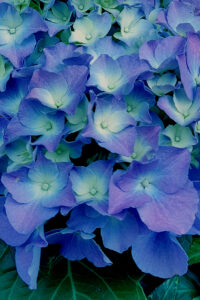 Dark Blue Autumn Hydrangea Aesthetic Background