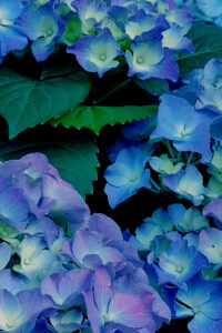 Dark Blue Autumn Hydrangea Aesthetic Background