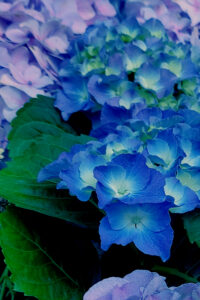 Dark Blue Autumn Hydrangea Aesthetic Background