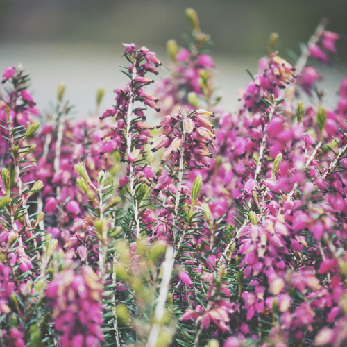 Heath Erica plant flowers