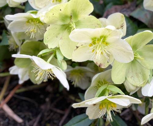 Helleborus niger Christmas rose plant flowers