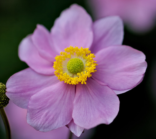 Japanese anemone plant flower