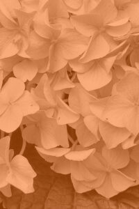 Orange Autumn Hydrangea Aesthetic Background