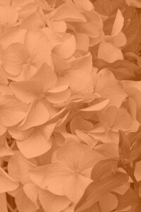 Orange Autumn Hydrangea Aesthetic Background