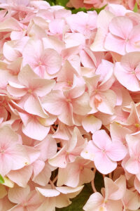 Pink Autumn Hydrangea Aesthetic Background