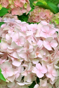 Pink Autumn Hydrangea Aesthetic Background