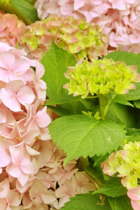 Pink Autumn Hydrangea Aesthetic Background