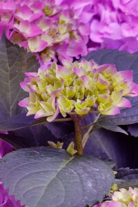 Purple Autumn Hydrangea Aesthetic Background