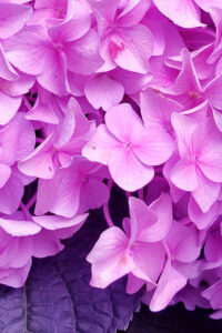 Purple Autumn Hydrangea Aesthetic Background