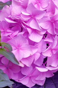 Purple Autumn Hydrangea Aesthetic Background