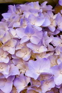 Purple Autumn Hydrangea Aesthetic Background