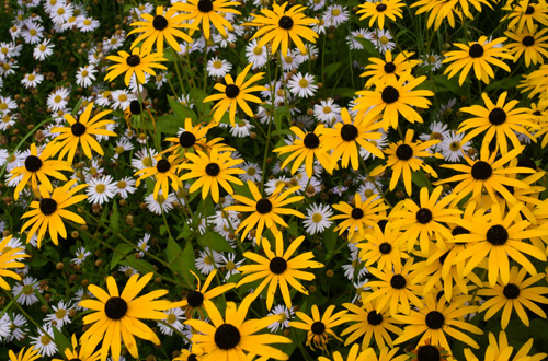 Rudbeckia fulgida orange coneflower plant flowers