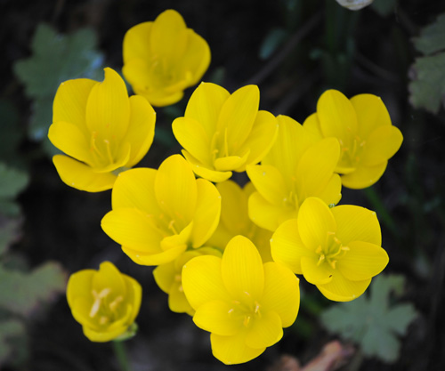 Sternbergia lutea autumn daffodil plant flowers