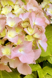 Yellow Autumn Hydrangea Aesthetic Background