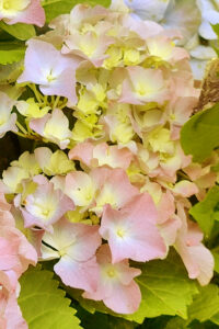 Yellow Autumn Hydrangea Aesthetic Background