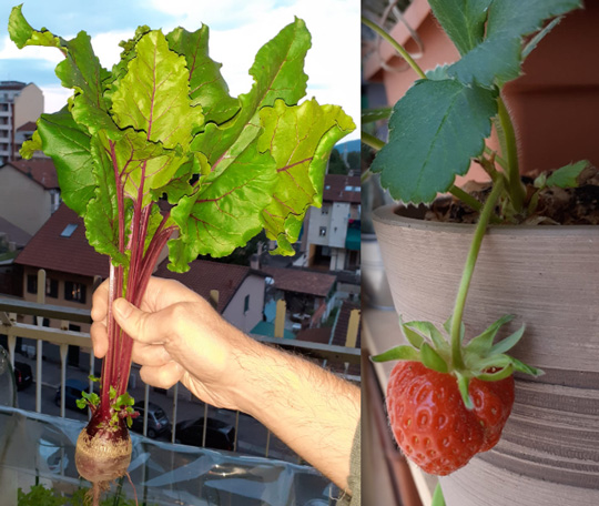 about growing food in containers beetroot strawberry