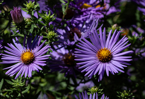 aster plant flowers