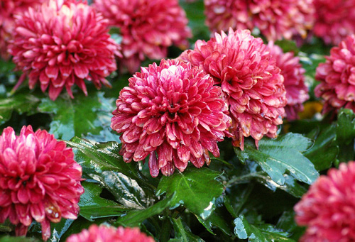 chrysanthemum plant flowers