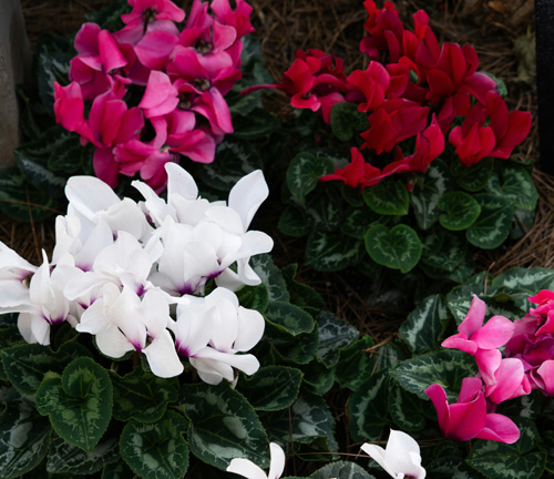 cyclamen plant flowers