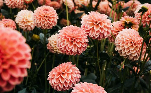 dahlia plant flowers