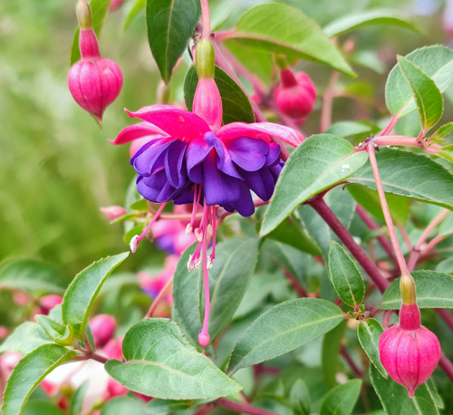 fuchsia plant flower