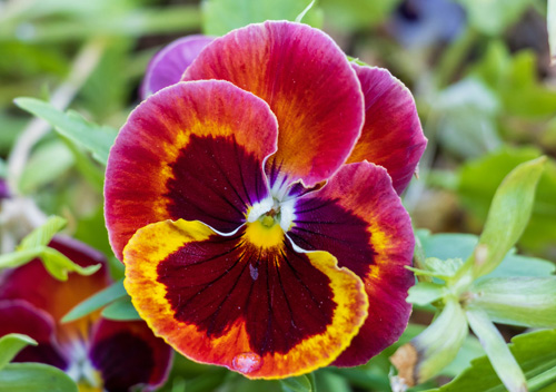 pansy plant flower