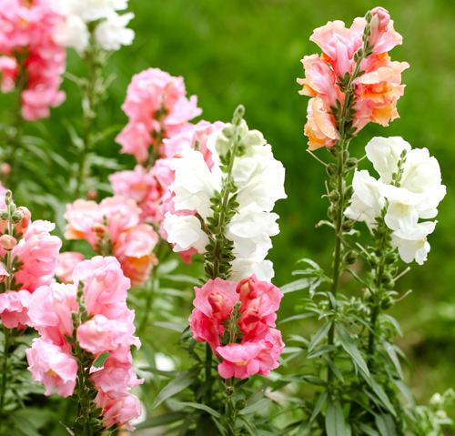 snapdragon plant flowers