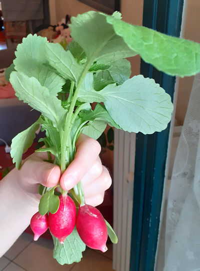 tips grow radishes containers