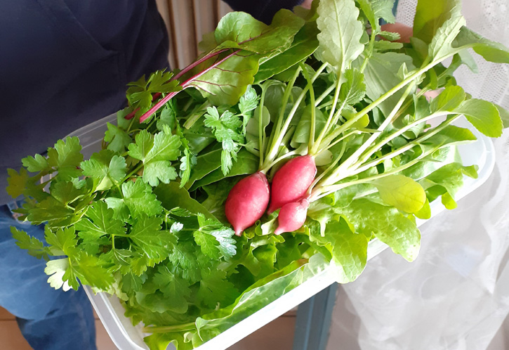 tips grow radishes containers